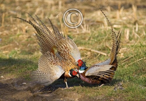 Cock Pheasants Fighting DM0981